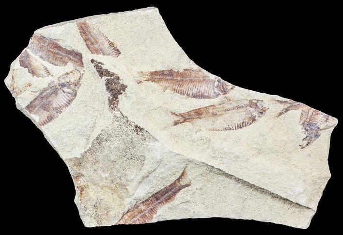Fossil Fish (Gosiutichthys) Mortality Plate - Lake Gosiute #54972